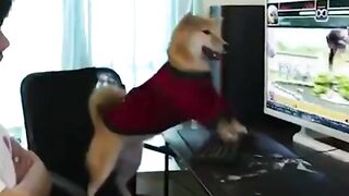 When your dog is better in KoF than you.